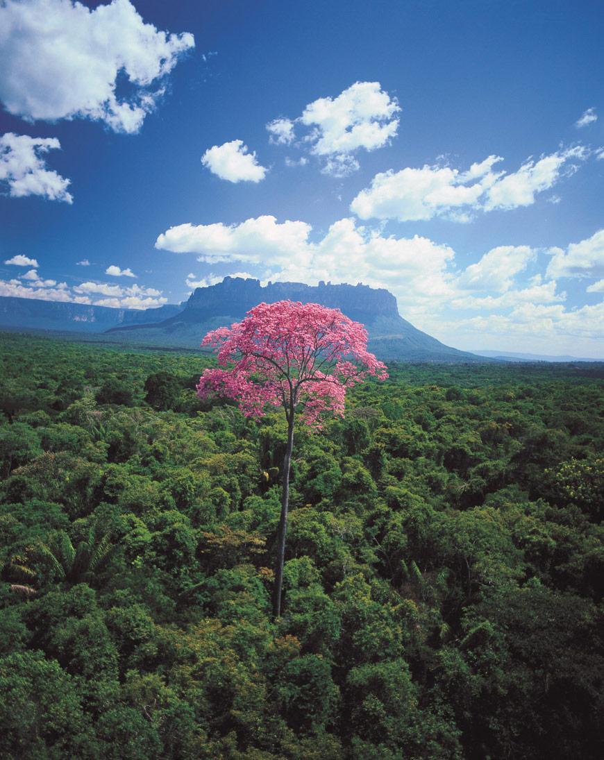 In the foreground, a puy (Eperua purpurea) flowers high above the general tree canopy in February. Beyond is the Auyantepui mountain, site of Angel Falls, the highest waterfall in the world.
