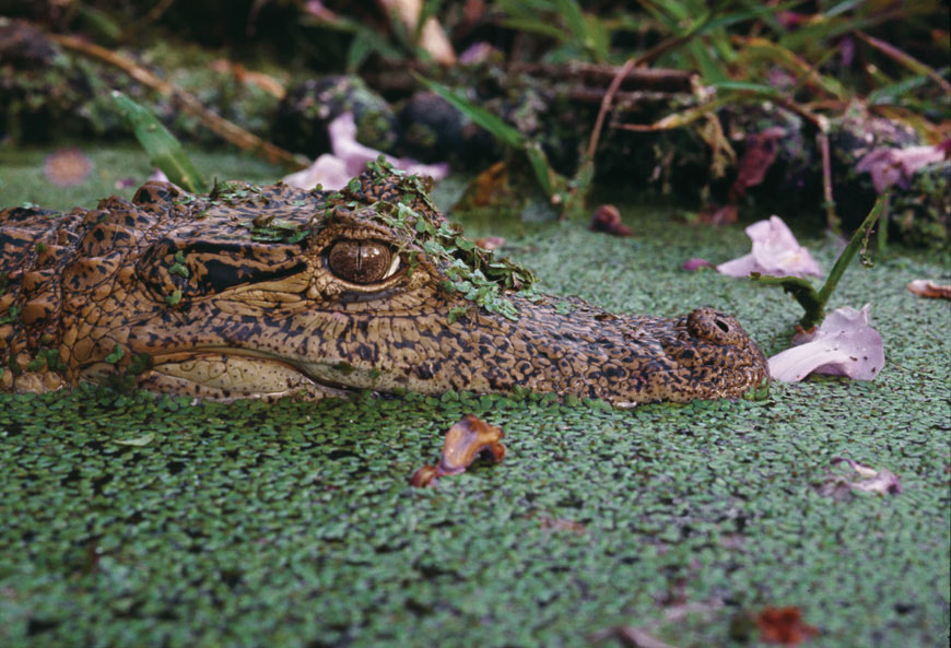 The Alligator (Caiman crocodilus) lives in the vast region of the Venezuelan “llanos“ or grass lands.